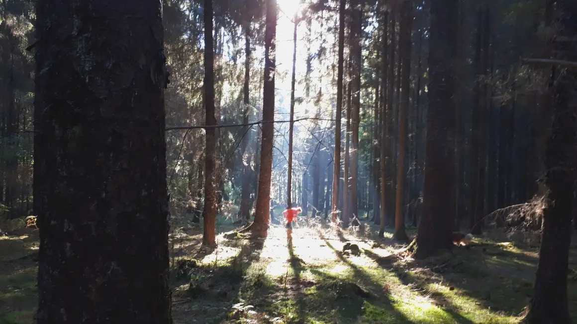 Der Wald: 7 Gründe, warum du öfters im Wald sein solltest.