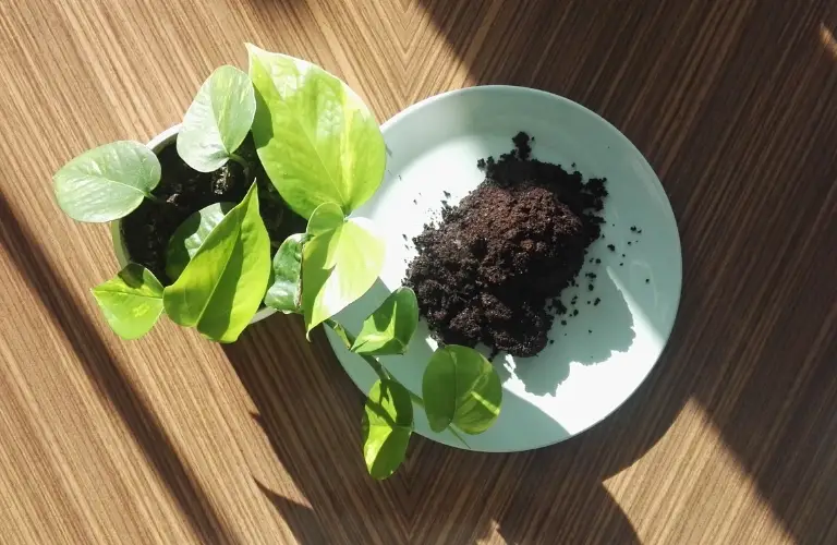 natürlicher Pflanzendünger? Kaffeesatz als Dünger für deine Pflanzen!