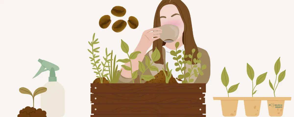 Grafik mit Hochbeet und Person, die Kaffee trinkt und den Kaffeesatz als Dünger verwendet