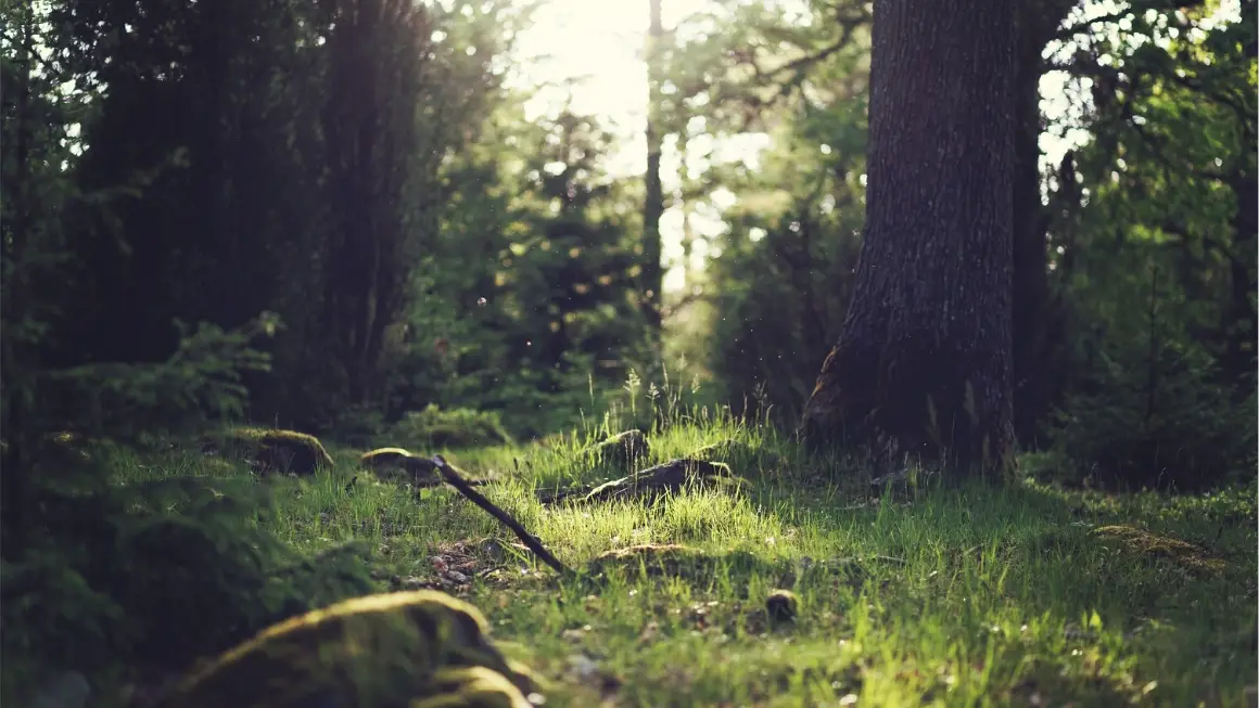 Der Wald: 7 Gründe, warum du öfters im Wald sein solltest