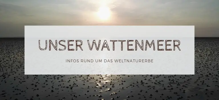 Unser Wattenmeer: Infos zur Entstehung, zum Ökosystem und zum Weltnaturerbe