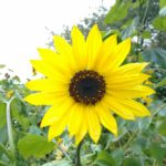 Hintergrundbilder Natur_Hintergrundbilder Sommer_Sonnenblume