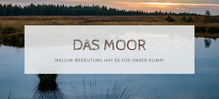 Das Moor: Welche Bedeutung hat das Moor für unser Klima? Klimawandel & Klimaschutz: Moore in Schleswig-Holstein