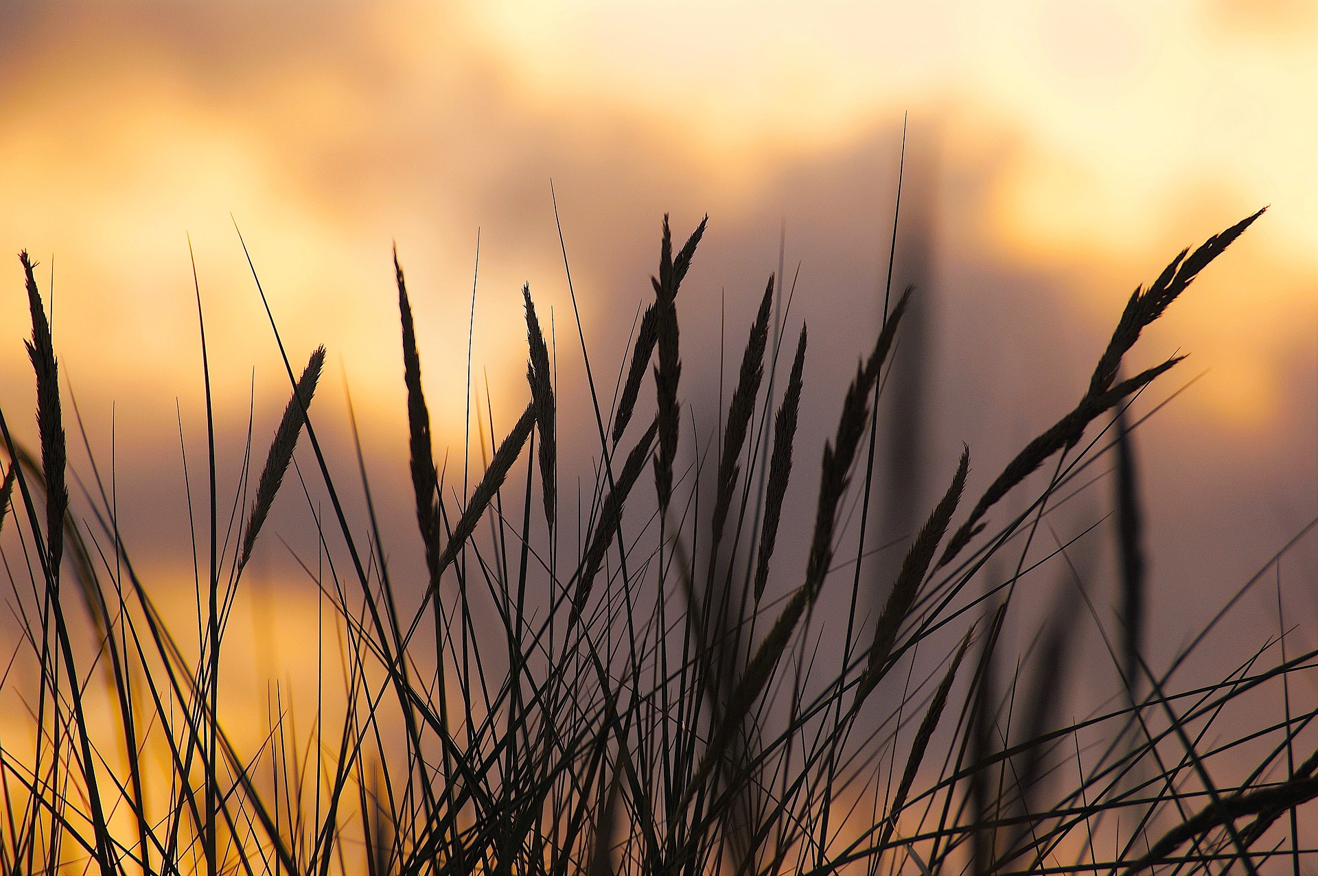 Norden & Meer – Kostenlose Hintergrundbilder Natur - nordischgruen