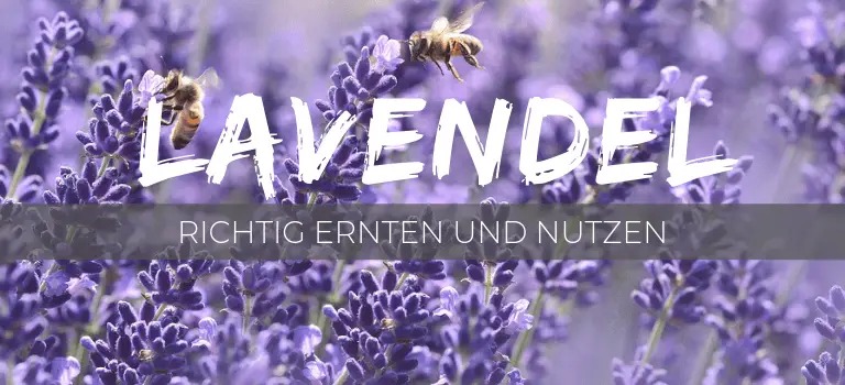 Lavendel: Wunderpflanze richtig ernten und nutzen