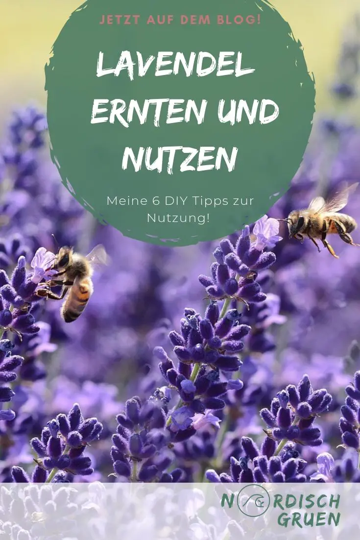 Lavendel richtig ernten und nutzen: Meine 6 DIY Tipps für getrocknete Lavendelblüten aus dem Garten oder vom Balkon.