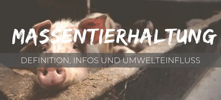 Massentierhaltung: Tabuthema Massentierhaltung: Definition, Infos und Umwelteinfluss | nordischgruen