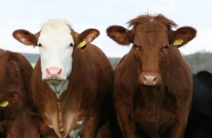 Karte mit Bauernhof Lieferservice in Schleswig-Holstein: Diese Bauernhöfe haben einen Lieferservice in S-H