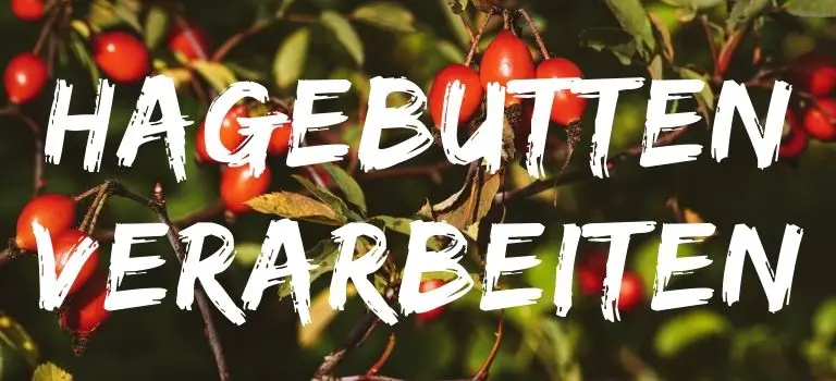Hagebutten verarbeiten: Hagebuttenmarmelade und kostenloser Hagebuttentee