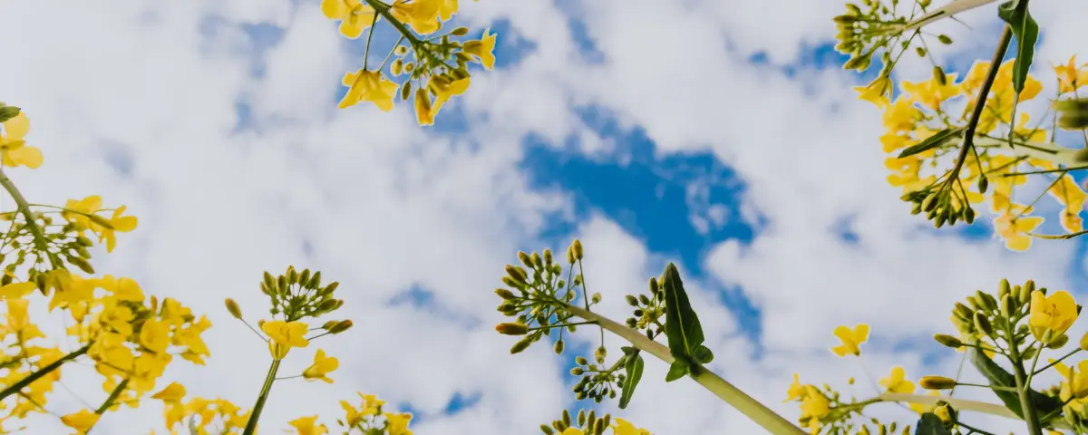Rapsblüten vor blauem Himmel in Schleswig-Holstein