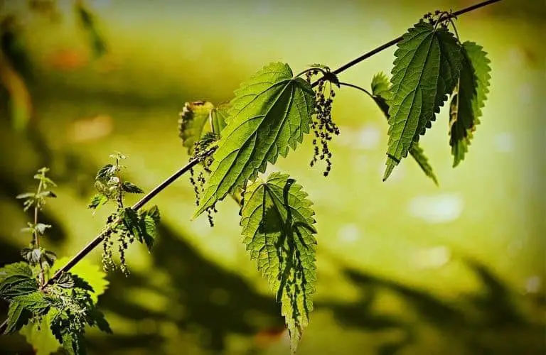 Brennesselsamen_ernten_trocknen_verwenden