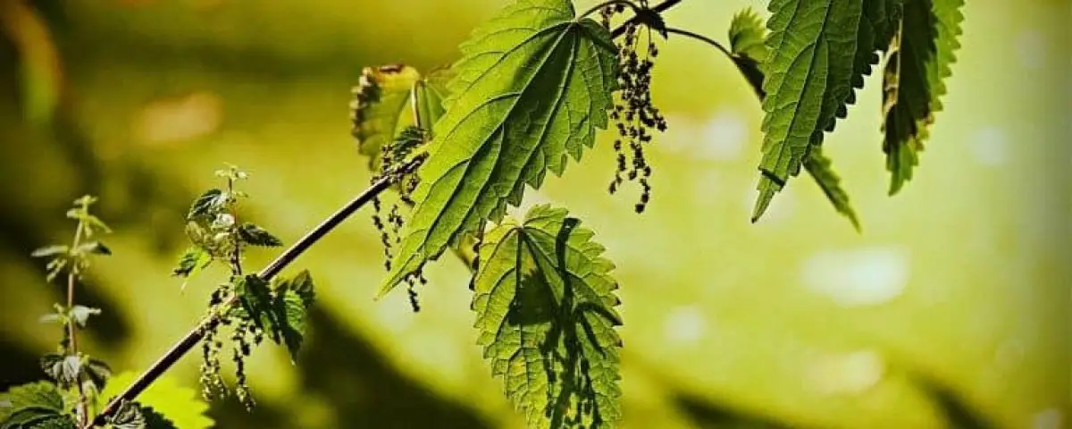 Brennesselsamen_ernten_trocknen_verwenden