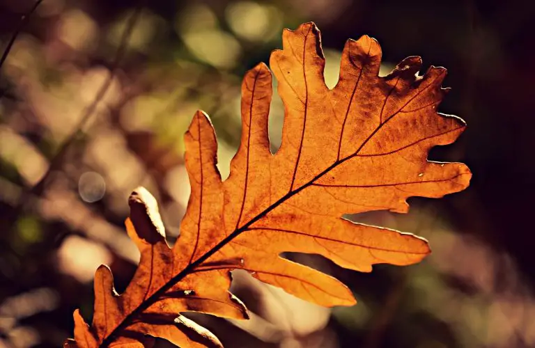 Herbst in Schleswig-Holstein: Ausflüge, Rezepte und Bastelideen auf nordischgruen