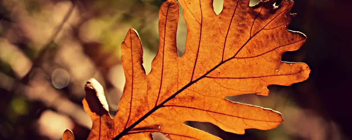 Herbst in Schleswig-Holstein: Ausflüge, Rezepte und Bastelideen auf nordischgruen