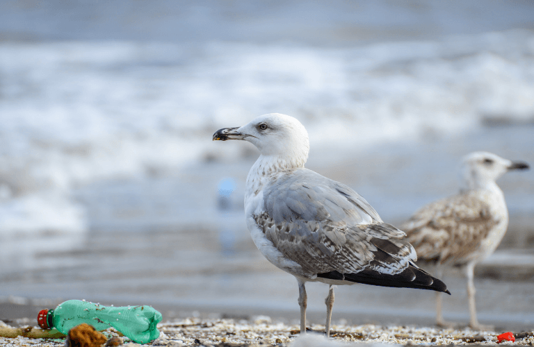 Wattenmeer: Klimawandel und Verschmutzung: 10 Bedrohungen für das Weltnaturerbe Nationalpark Wattenmeer