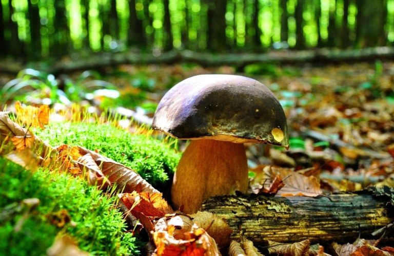 nordischgruen_Schnelle Pilzpfanne und Tipps zum Pilze sammeln: Leckeres Rezept mit selbst gesammelten Pilzen und Spinat