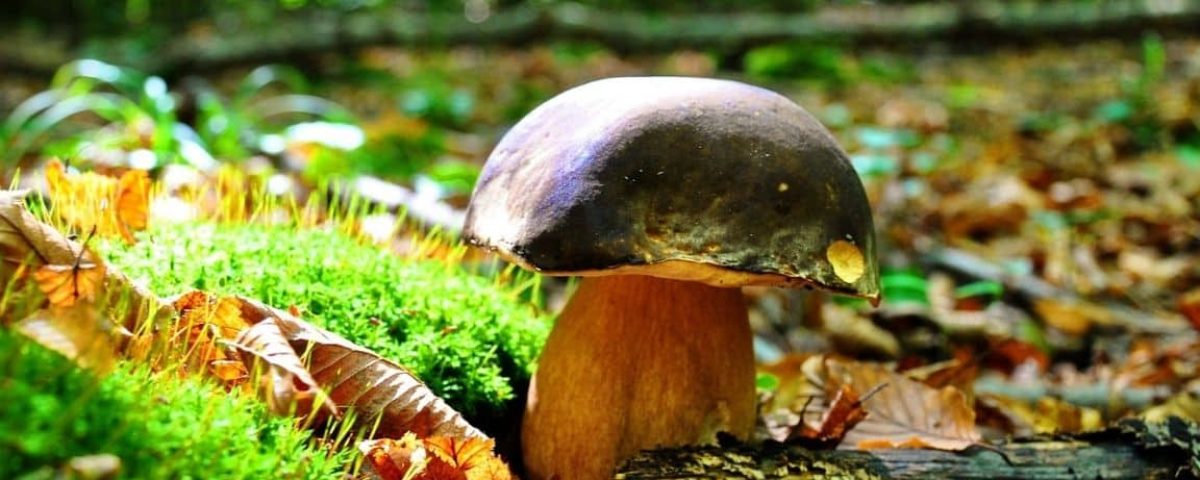 nordischgruen_Schnelle Pilzpfanne und Tipps zum Pilze sammeln: Leckeres Rezept mit selbst gesammelten Pilzen und Spinat