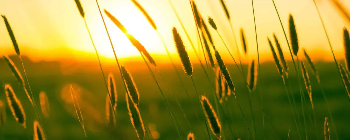 Sonnenuntergang auf dem Feld: Sommer in Schleswig-Holstein