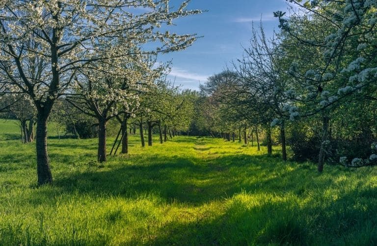 Ökologischer Nutzen von Streuobstwiesen: Blühende Streuobstwiese