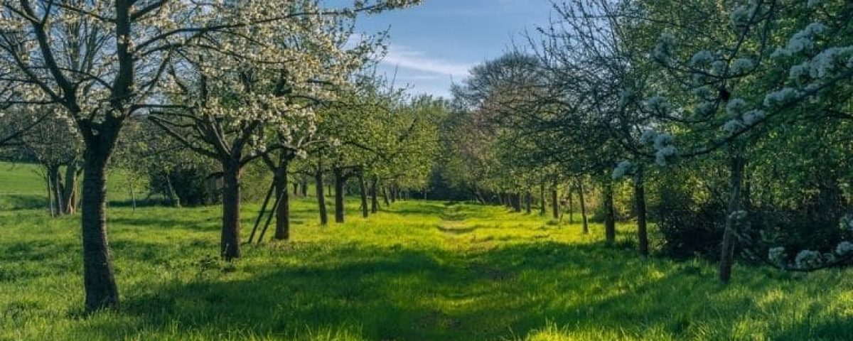 Ökologischer Nutzen von Streuobstwiesen: Blühende Streuobstwiese