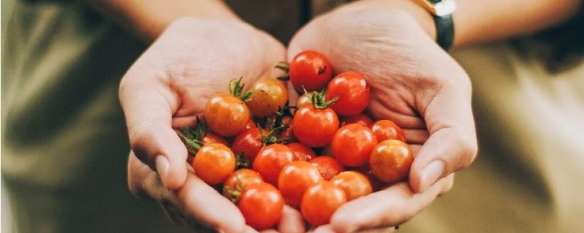 Tomaten selber ziehen: Tipps und Tricks, wir Ihr Eure Tomaten ganz einfach selbst anbauen könnt!