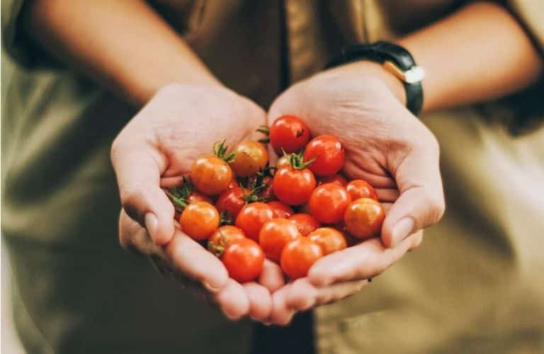 Tomaten selber ziehen: Tipps und Tricks, wir Ihr Eure Tomaten ganz einfach selbst anbauen könnt!