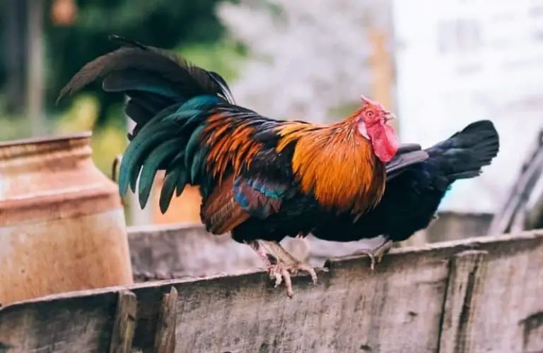 Urlaub in Schleswig-Holstein (Bio)Bauernhof_nordischgruen