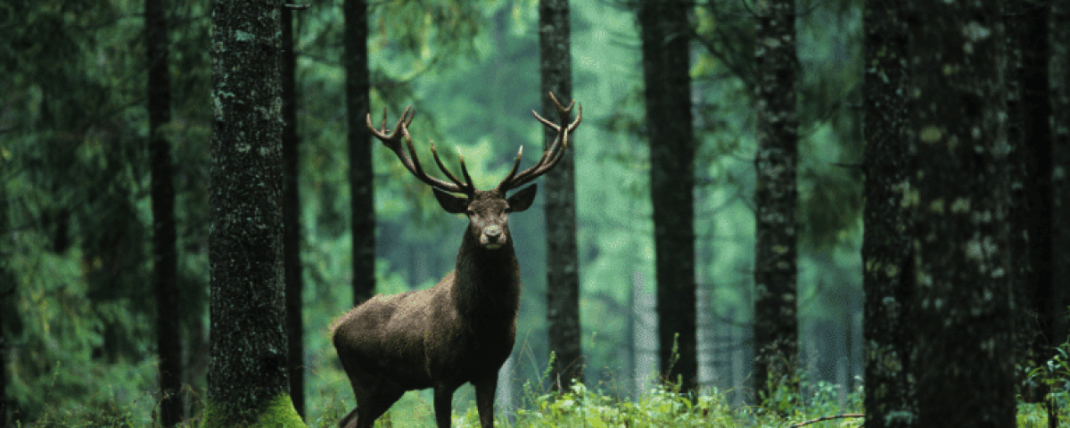 Der Wald: 7 Gründe, warum du öfters im Wald sein solltest