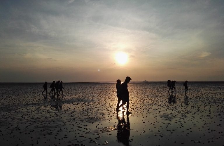 Unser Wattenmeer: Infos zur Entstehung, zum Ökosystem und zum Weltnaturerbe