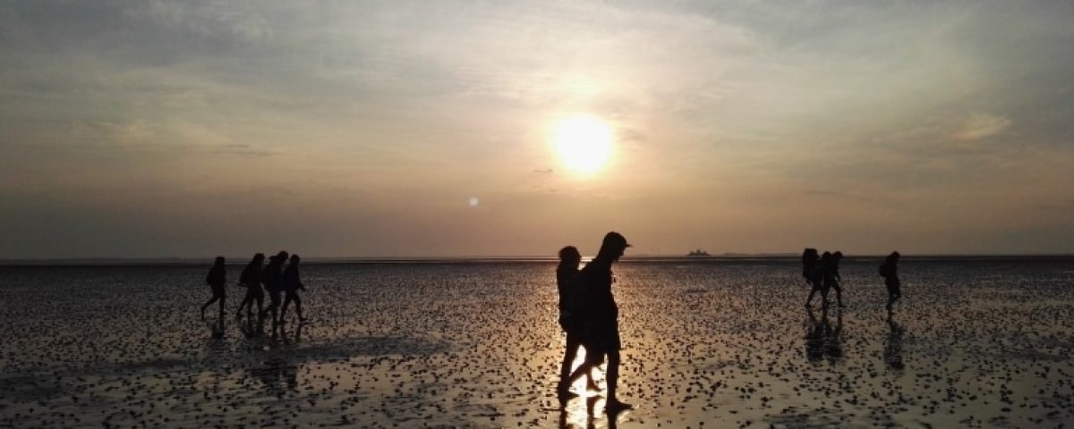 Unser Wattenmeer: Infos zur Entstehung, zum Ökosystem und zum Weltnaturerbe