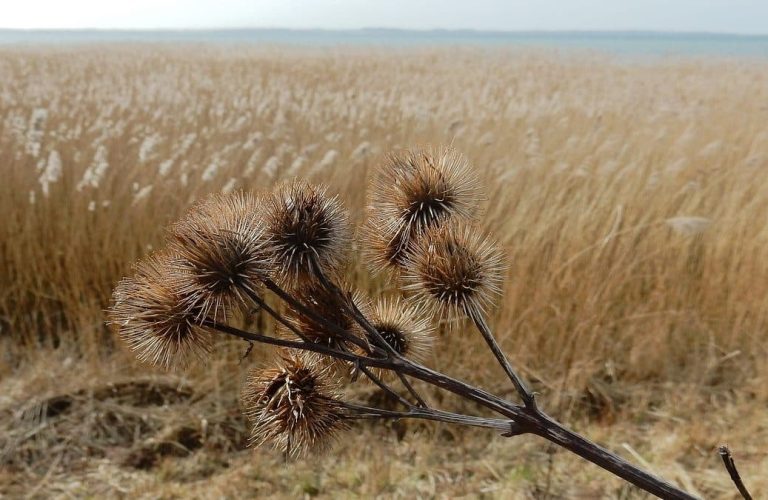 nordischgruen Winter in Schleswig-Holstein Ausflüge, Tipps und Inspirationen